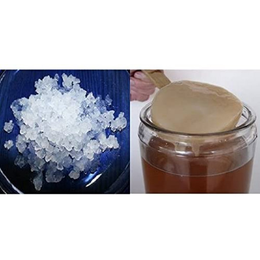 Pack 100g Waterkefir korrels / Plantje + Komboecha Scoby