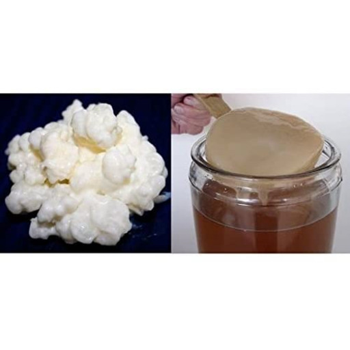 Pack 40g Melkkefir Korrels / Plantje + Komboecha Scoby