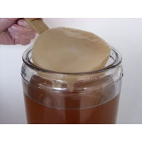 Komboecha Scoby