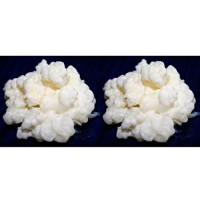 Pack 2x 40g Melkkefir Korrels / Plantje