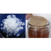 Pack 100g Waterkefir korrels / Plantje + Komboecha Scoby