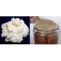 Pack 40g Melkkefir Korrels / Plantje + Komboecha Scoby