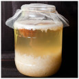 Pack 100g Waterkefir korrels / Plantje + Komboecha Scoby