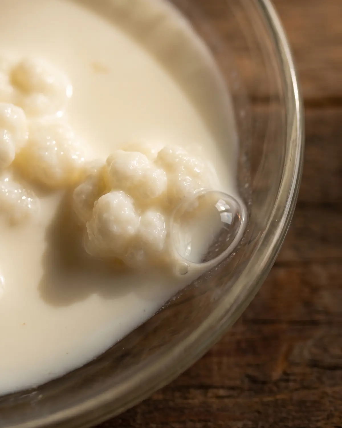 kefir korrels ekoplaza Macro van een enkele bel naast een kefirkorrel, met romige melk langs de donkere glasrand.